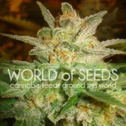 Star 47 – World of Seeds – Feminized