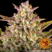 Wedding Cake Auto – Barneys Farm – Autoflowering