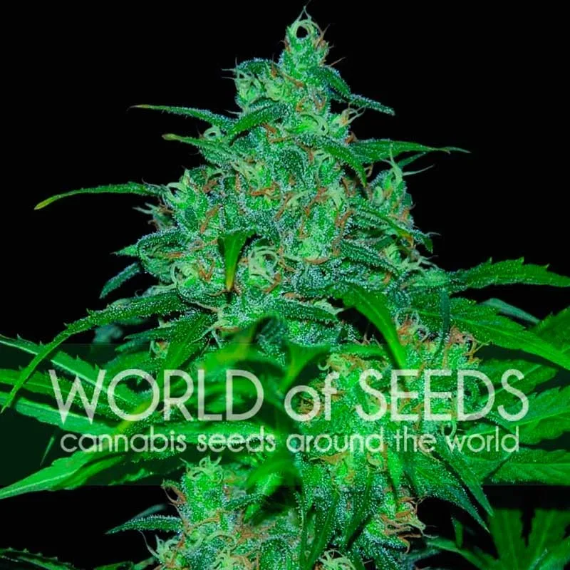 Wild Thailand – World of Seeds – Feminized