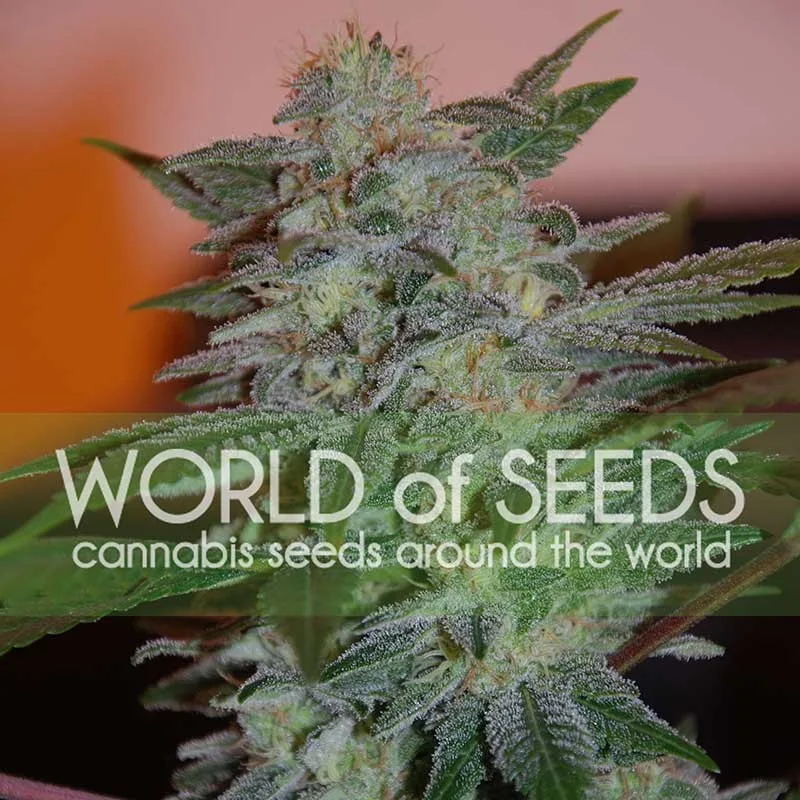 Yumbolt 47 – World of Seeds – Feminized
