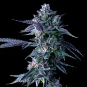 DNA Genetics Chocolope – DNA Genetics – Feminized