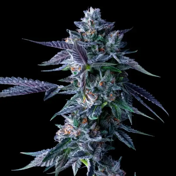 DNA Genetics Chocolope – DNA Genetics – Feminized