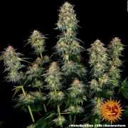 Moby Dick Auto