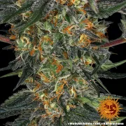 Moby Dick Auto