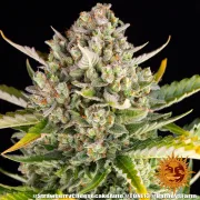 Strawberry Cheesecake Auto