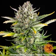 Strawberry Cheesecake Auto