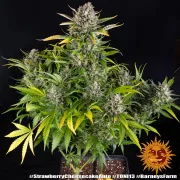 Strawberry Cheesecake Auto – Barneys Farm – Autoflowering