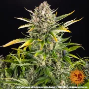 Strawberry Cheesecake Auto