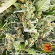 Strawberry Cheesecake Auto