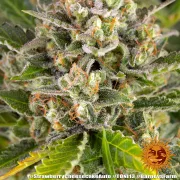 Strawberry Cheesecake Auto