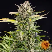 Strawberry Cheesecake Auto – Barneys Farm – Autoflowering
