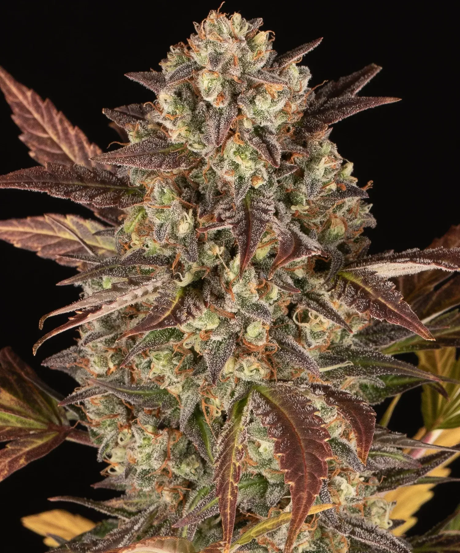 Amnesia Haze Auto – Barneys Farm – Autoflowering