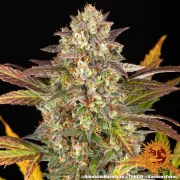 Amnesia Haze Auto