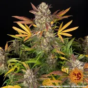 Amnesia Haze Auto