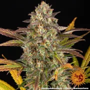Amnesia Haze Auto – Barneys Farm – Autoflowering