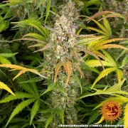 Amnesia Haze Auto