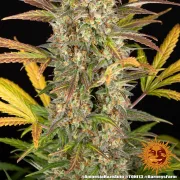 Amnesia Haze Auto – Barneys Farm – Autoflowering