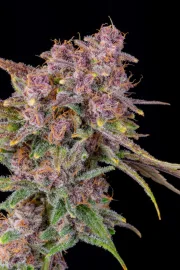 Gorilla Punch Auto