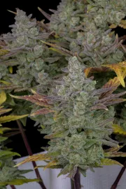 Gorilla Cookies Auto