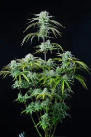 Strawberry Banana Auto