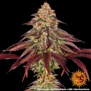 MIMOSA X ORANGE PUNCH AUTO – Barneys Farm – Autoflowering