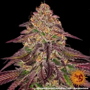 MIMOSA X ORANGE PUNCH AUTO – Barneys Farm – Autoflowering