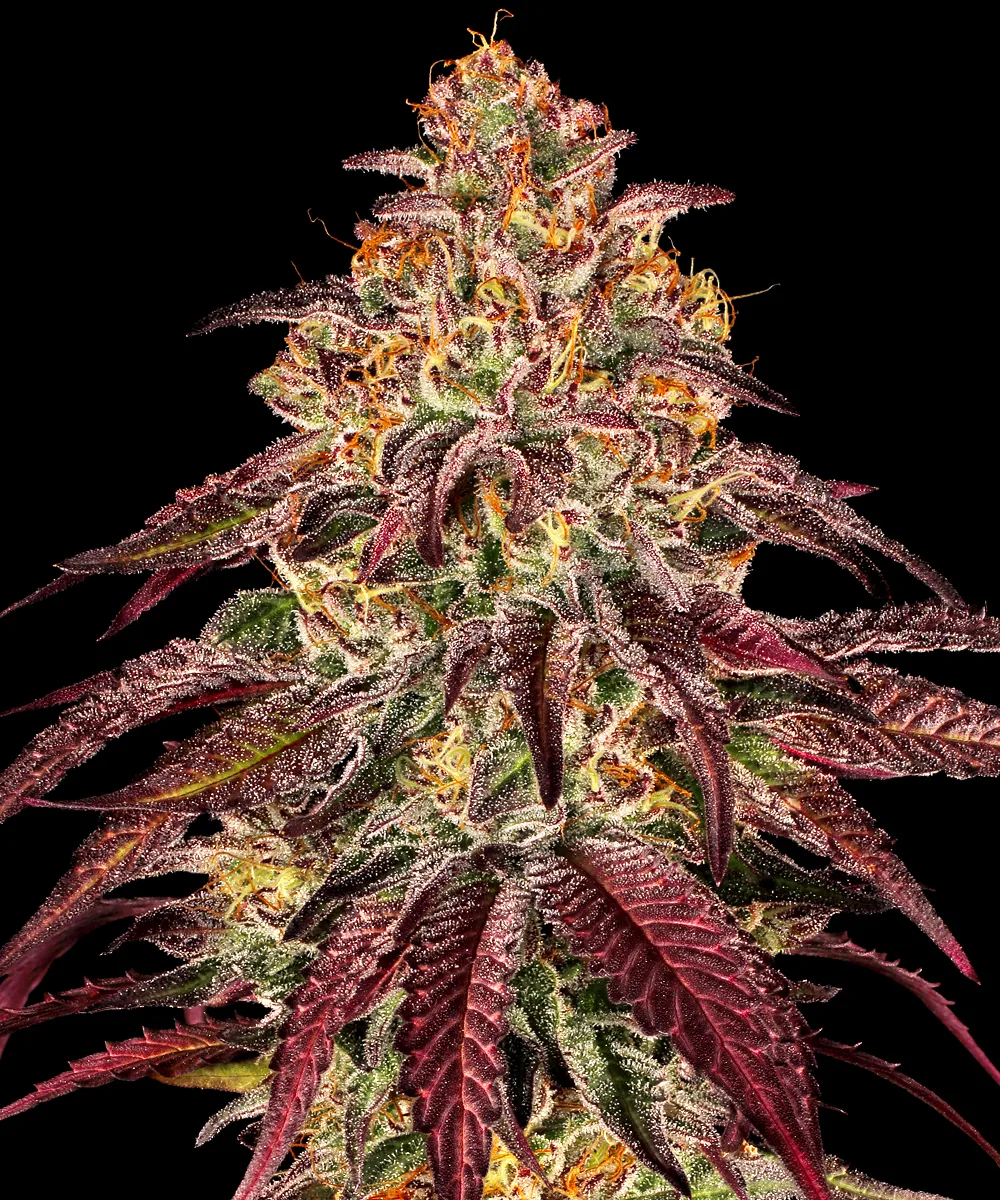 MIMOSA X ORANGE PUNCH AUTO – Barneys Farm – Autoflowering