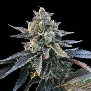 Gelato Sorbet – DNA Genetics – Feminized