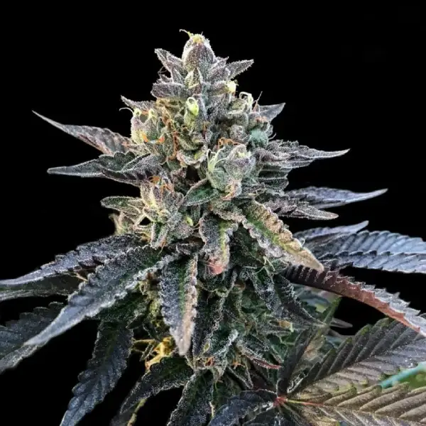 Gelato Sorbet – DNA Genetics – Feminized