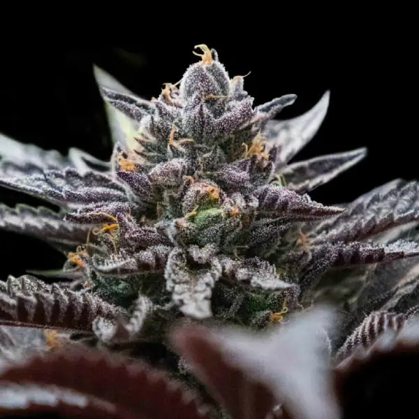 Double Stuffed Sorbet – DNA Genetics – Feminized