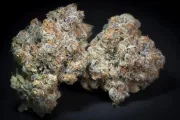 Caramba – Paradise Seeds – Feminized