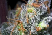 Caramba – Paradise Seeds – Feminized