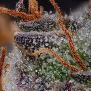 Gulupa – Paradise Seeds – Feminized