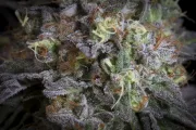 Gulupa – Paradise Seeds – Feminized