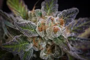 Sweetopia – Paradise Seeds – Feminized