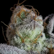Sweetopia – Paradise Seeds – Feminized