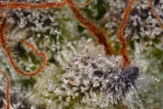 Sweetopia – Paradise Seeds – Feminized