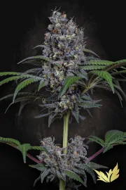 Sweetopia – Paradise Seeds – Feminized