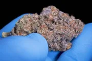 Sweetopia – Paradise Seeds – Feminized