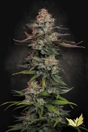 Durga Mata – Paradise Seeds – Feminized