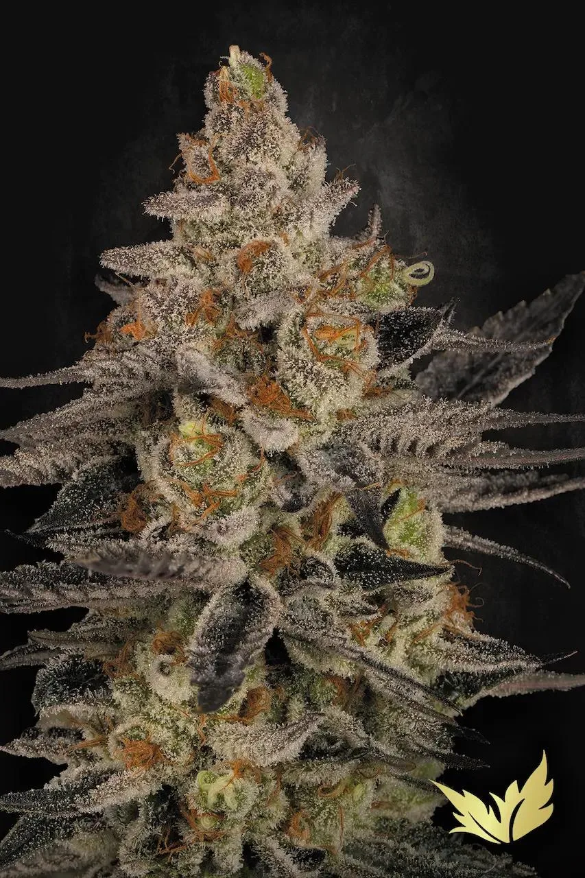 Chocolate Wafflez – Paradise Seeds – Feminized