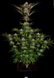 Chocolate Wafflez – Paradise Seeds – Feminized