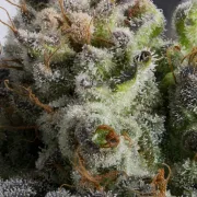 Jacky White – Paradise Seeds – Feminized
