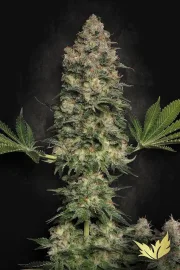 Jacky White – Paradise Seeds – Feminized
