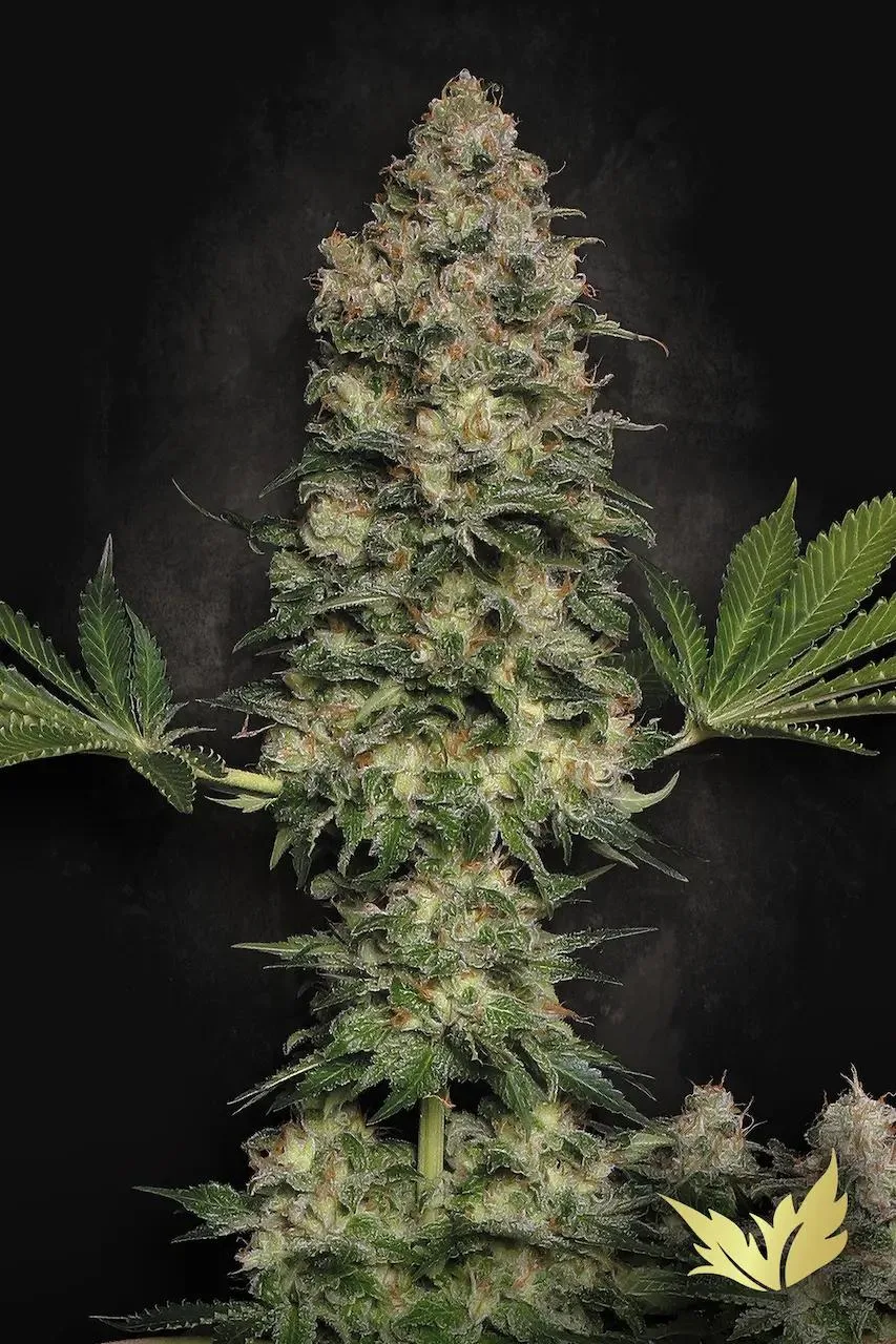 Jacky White – Paradise Seeds – Feminized