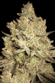 Jacky White – Paradise Seeds – Feminized
