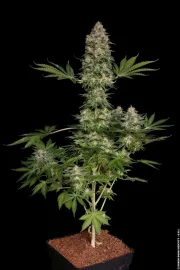 Jacky White – Paradise Seeds – Feminized