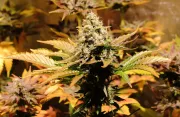Jacky White – Paradise Seeds – Feminized