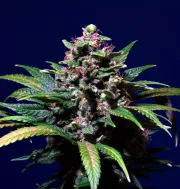 Sweet Purple – Paradise Seeds – Feminized