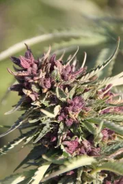 Sweet Purple – Paradise Seeds – Feminized